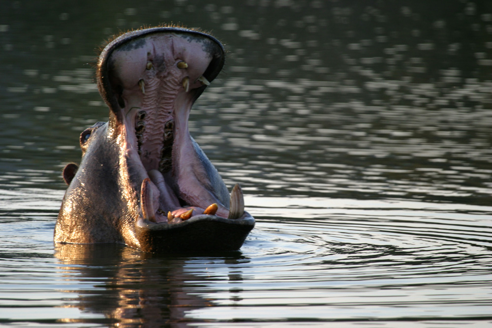 Hippo - Mkuze Falls Lodge in Amazulu Game Reserve near Hluhluwe iMfolozi, KwaZulu-Natal