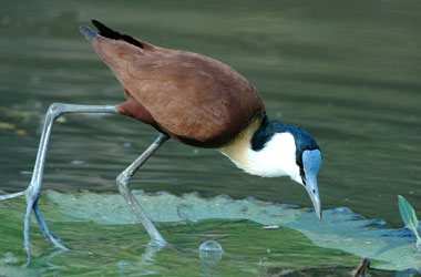 African Jacana,Accommodation Bookings,Big Five Game Reserve,Hluhluwe,Zululand,KwaZulu-Natal