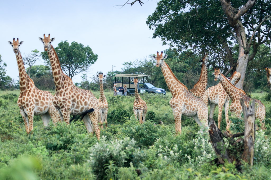 Makakatana Bay Lodge,KwaZulu-Natal,Hluhluwe iMfolozi Reservations