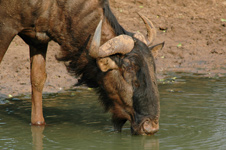 Mkuze Game Reserve,KwaZulu-Natal,Malaria Free 