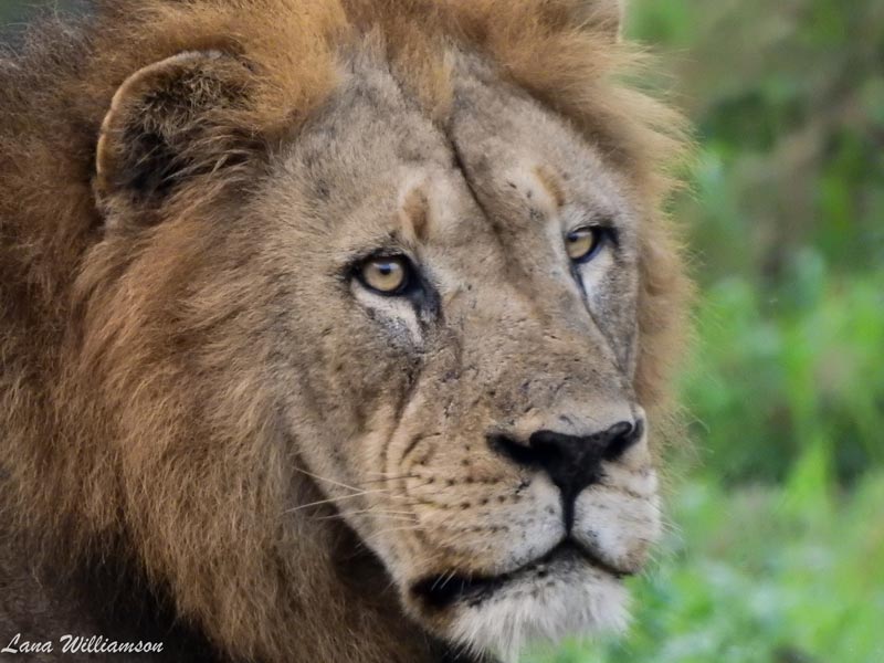 Lion head - Rhino Sands Safari Camp, Manyoni Private Game Reserve - Hluhluwe iMfolozi Reservations