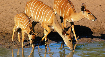 Self catering Mantuma Camp Mkuze Game Reserve KwaZulu-Natal